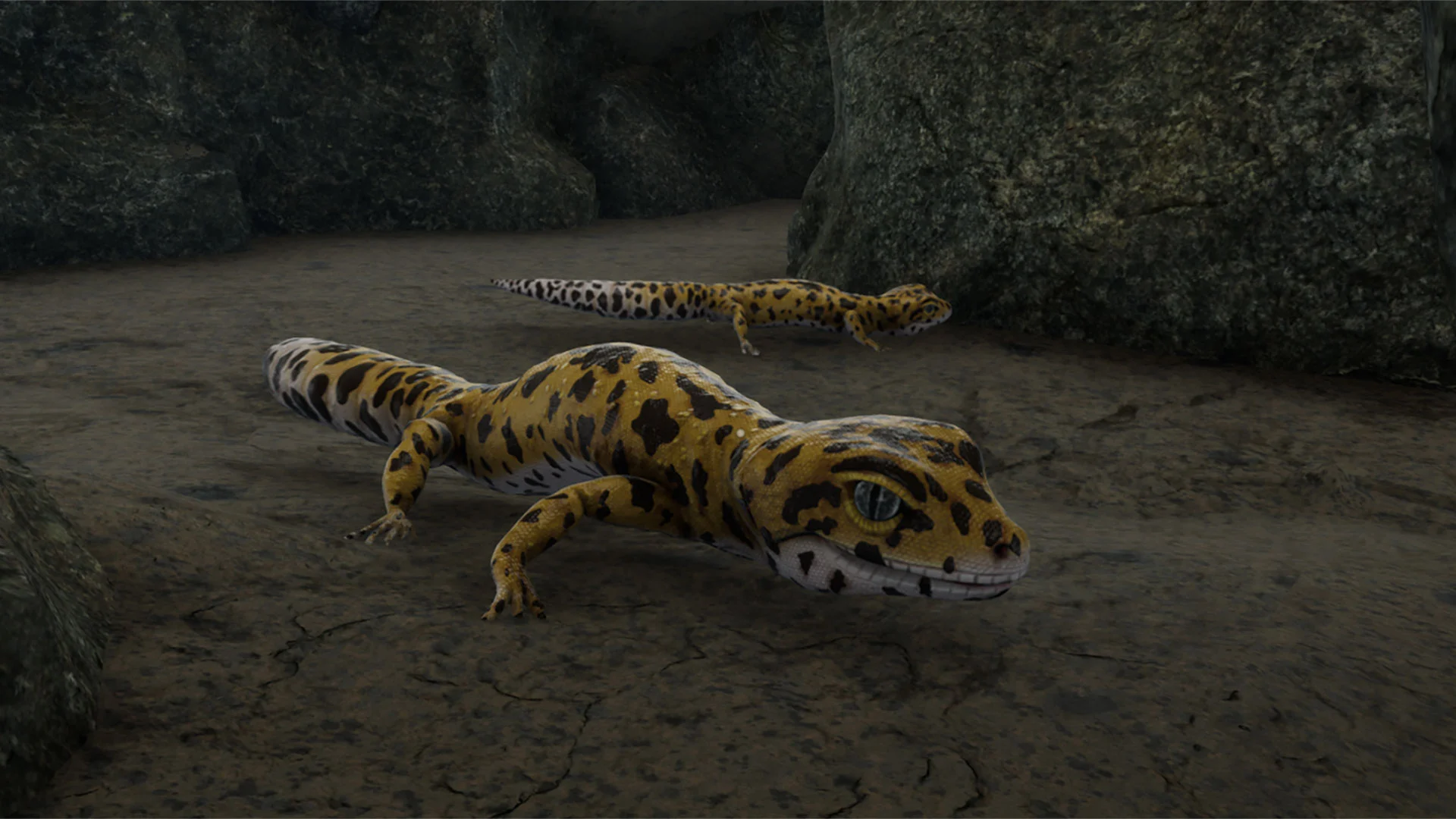 Geckos Smalland